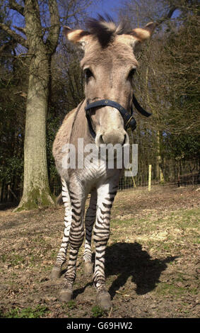 Zeedonk half zebra half donkey Stock Photo