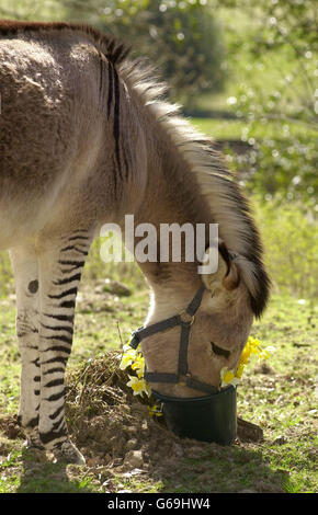 Adam the zeedonk - half zebra half donkey - looks for hay at Groombridge Place Gardens near Tunbridge Wells in Kent. Adam is believed to be one of just two of his kind in the country and was brought to the gardens to live in the Enchanted Forest. Stock Photo