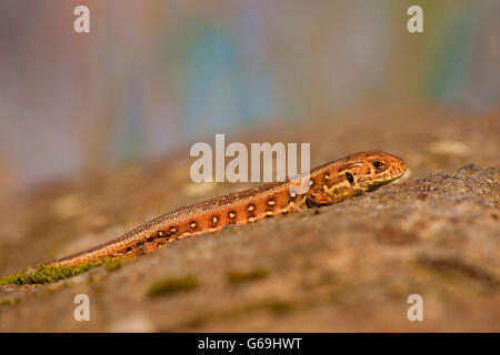 sand lizard, Germany / (Lacerta agilis) Stock Photo