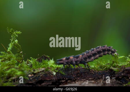 common glow-worm, Germany / (Lampyris noctiluca) Stock Photo