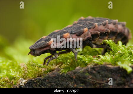 common glow-worm, Germany / (Lampyris noctiluca) Stock Photo