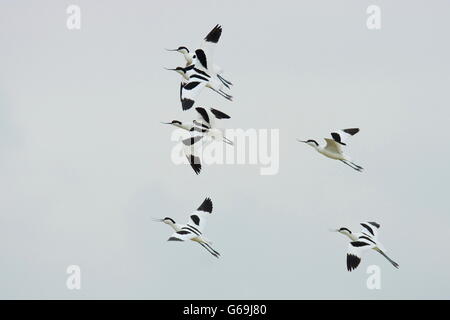 pied avocet, Texel, Netherlands / (Recurvirostra avosetta) Stock Photo