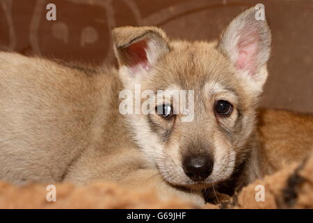Saarloos wolfdog, pup, Germany Stock Photo