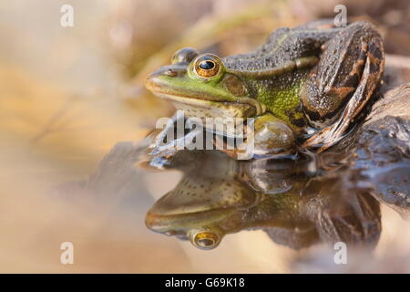 pool frog, Germany / (Pelophylax lessonae) Stock Photo