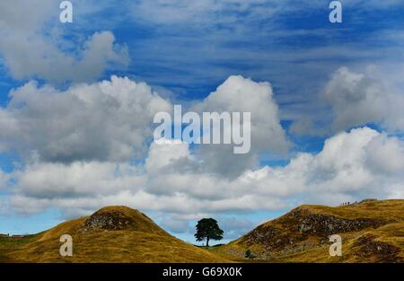 Sycamore Gap on Hadrian's Wall in Northumberland, which featured in the film 'Robin Hood Prince of Thieves', as it was announced that July was the warmest, driest and sunniest since 2006. Stock Photo