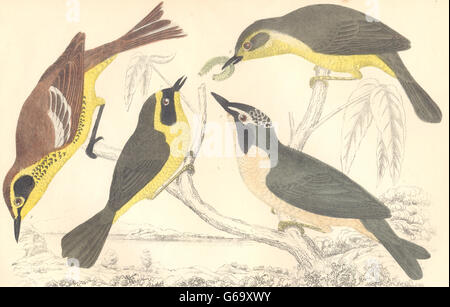 WARBLERS: Maryland Yellow-throat; Kentucky Warbler. GOLDSMITH., old print 1870 Stock Photo