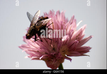 Makro-Aufnahme: Fliege auf Schnittlauch Blume. Stock Photo