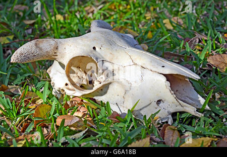 Sheep (ram) skull in a grassy field Stock Photo