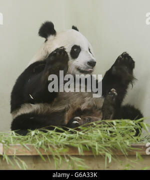 Female giant panda Tian Tian in her enclosure at Edinburgh Zoo. Keepers at the zoo believe that Tian Tian may be pregnant. Stock Photo