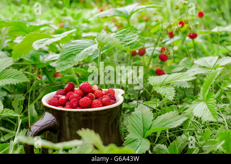 The ripe wild strawberries growing on the grass in the natural environment. Gift of nature in clay jug. Stock Photo