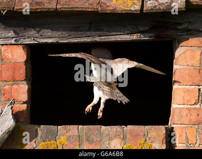 A wild Barn Owl Tyto Alba flying into it's nest/roost site in Warwickshire Stock Photo