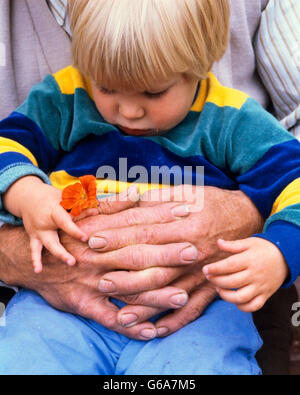1980s CLOSE-UP OF GRANDFATHER'S ARMS WRAPPED AROUND LITTLE BLOND BOY SITTING ON HIS LAP LOOKING DOWN AT FLOWER BOTH ARE HOLDING Stock Photo