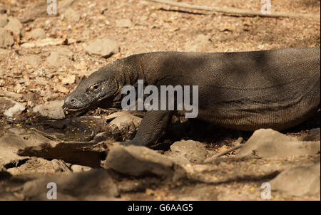 Komodo Dragon drinks water, the largest lizard in the world Stock Photo