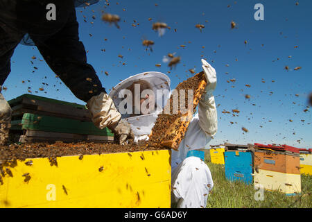 Horizontal close up of a beekeeper in white protection suit watching over his bee hives on a green field Stock Photo