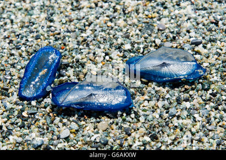 jellyfish Velella beached on the shore in the sand Stock Photo