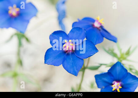 Lysimachia monelli, Blue pimpernel.  Flaxleaf Pimpernel flower Stock Photo