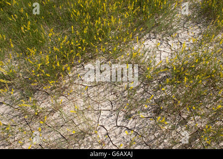 Prairie grass growing in dry, cracked earth, Badlands National Park, South Dakota, USA Stock Photo
