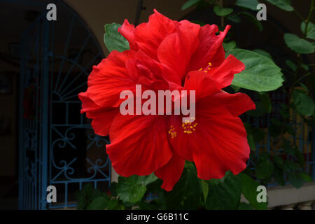 Jamaica, resort, Caribbean , Stock Photo
