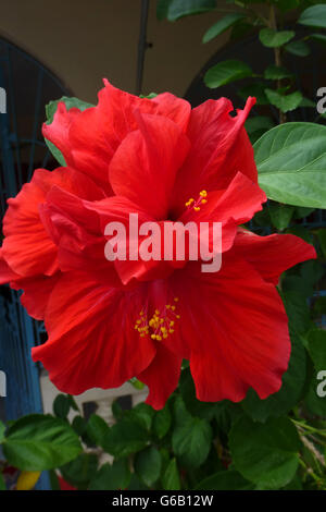Jamaica, resort, Caribbean , Stock Photo