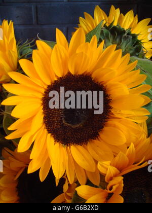 Yellow sunflowers in gold vase with white background Stock Photo - Alamy