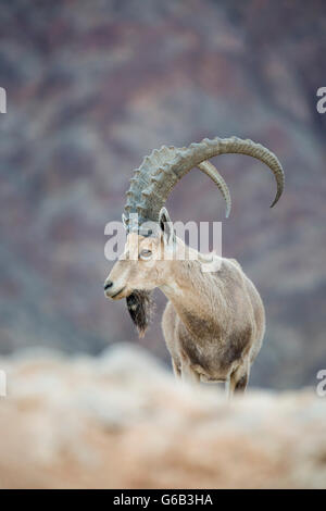 Endangered dominant male Nubian Ibex Capra nubiana against rocky terrain background Eilat Mountain Israel Stock Photo