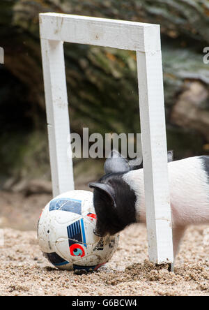 Hamburg, Germany. 24th June, 2016. Piglets of the Angeln Saddleback ...