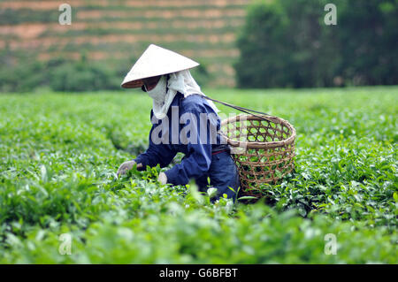 Woman picking tea leaves in a tea plantation Vietnam Stock Photo