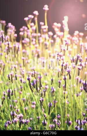 Lavender flowers at sunlight in a soft focus, pastel colors and blur ...