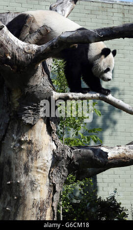 Edinburgh Zoo's giant panda, Tian Tian, in her enclosure today as she has been put on 24-hour surveillance after the latest hormone tests revealed she could be pregnant. Stock Photo