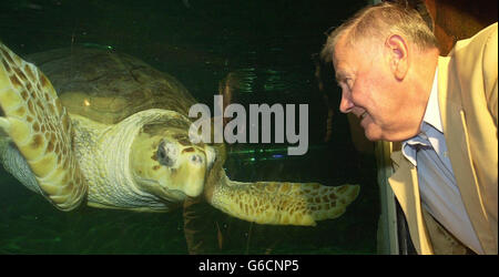 Bernard Le Tourneur is reunited with a Loggerhead Turtle he rescued from a beach in Jersey, after he found it stranded in seaweed more than 50 years ago. Mr Le Tourneur, 71, *..said it was like meeting an old friend as he fed the Loggerhead turtle chunks of squid at the country's oldest aquarium, in Brighton. The reunion came 53 years after Mr Le Tourneur found the tiny baby turtle while gathering seaweed with his father on the beach at Jersey for the family farm, on November 19 1950. Stock Photo