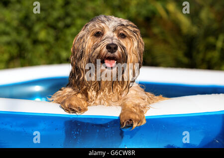 Happy wet havanese dog relies on the edge of an inflatable outdoor pool in a hot summer afternoon Stock Photo