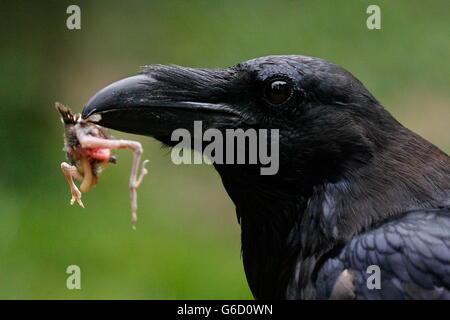 northern raven, Germany / (Corvus corax) Stock Photo