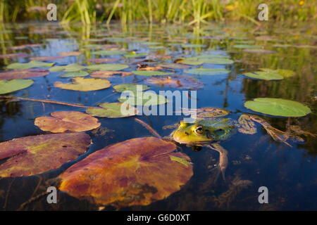 pool frog, Germany / (Pelophylax lessonae) Stock Photo