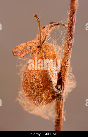 Small Emperor Moth, cacoon, Germany / (Saturnia pavonia) Stock Photo