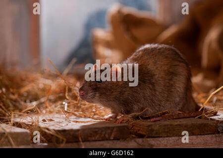Rat (Rattus norvegicus forma domestica), in barn, Rhineland-Palatinate ...