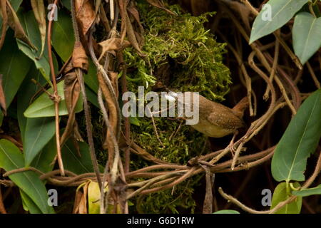 Eurasian wren, bird's nest, Germany / (Troglodytes troglodytes) Stock Photo
