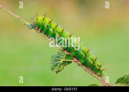 Small Emperor Moth, caterpillar, Germany / (Saturnia pavonia) Stock Photo