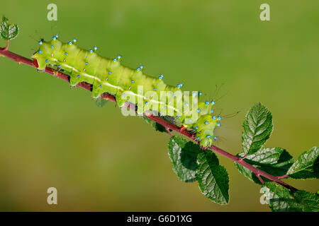 Giant Peacock Moth, caterpillar, Germany / (Saturnia pyri) Stock Photo