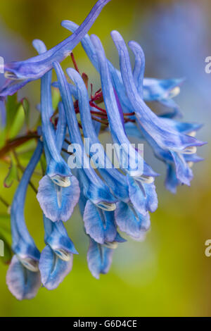 Blue flowers of the herbaceous perennial, Corydalis elata x flexuosa 'Tory MP' Stock Photo