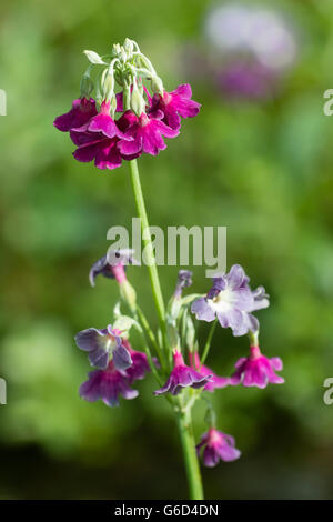 Whorls of the dangling bell flowers of the hardy moisture loving plant, Primula alpicola var. violacea Stock Photo