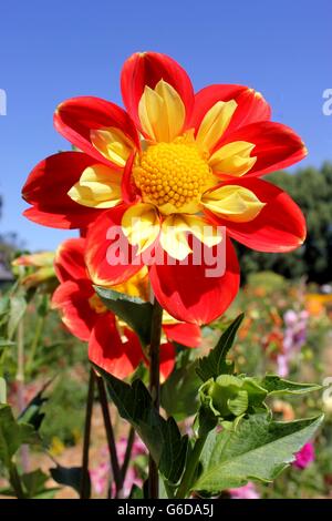 Bright red-orange and yellow, the Caaboose dahlia flower stands tall with a brilliant blue sky as it's background