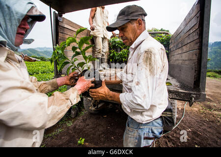 Two men load young coffee plants into a truck before transporting them to a field where they will be planted on a farm in Manizales, Colombia. Stock Photo