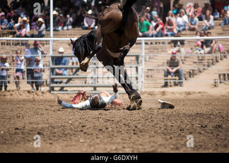 A cowboy hits the ground after being bucked from his horse  at the Woodlake Lions Rodeo rodeo in Woodlake, Calif., on May 10, 2015. Stock Photo