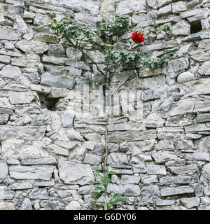 Single rose against white castle wall Stock Photo