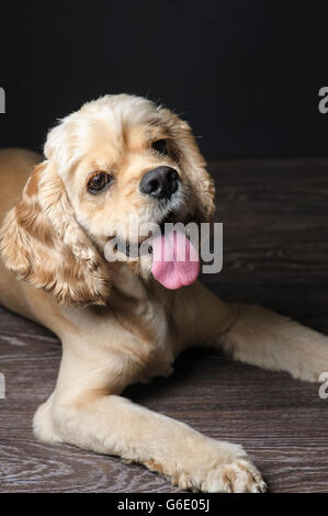 American cocker spaniel lying on dark background. Young purebred Cocker Spaniel. Stock Photo