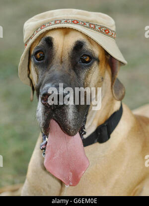 Otto the 3 year old great dane from Clerkenwell wears a sun hat to keep cool, as the heatwave in Britain continues Stock Photo