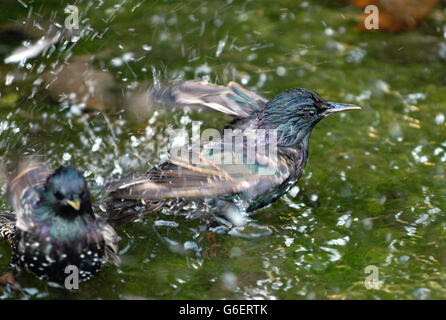 Summer heatwave birds Stock Photo