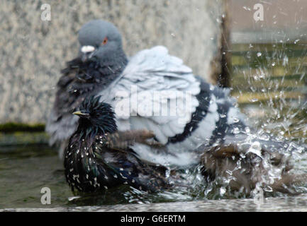 Birds cool down in a fountain in Kensington Gardens, central London. The summer heat was escalating, with temperatures expected to gradually soar before hitting record highs, according to weather experts. *... Sun-seekers will be reluctant to go back to work as forecasters predict the hottest temperatures of the year so far at the climax of a mini heat-wave. Stock Photo