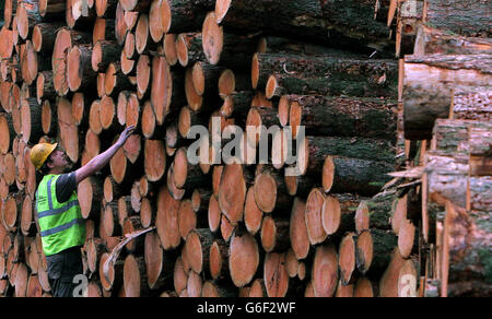 Previously unissued photo dated 01/10/2013 of Forestry Contractor Alan Morris inspecting the logs from recently felled trees during The Woodland Trust's clear-felling of over 100 hectares of larch trees in Wentwood Forest near Newport in Wales, due to the larch contracting a tree disease called Phytophthora ramorum. Stock Photo