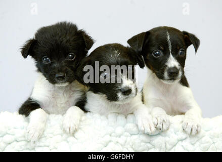 Three collie cross-bred puppies named (L-R) Nickki, Gareth and Sally, which were discovered in a litter of five dumped in a cardboard box on one of the hottest days of the year, the RSPCA said. Two of the abandoned cross-bred puppies, all about four weeks old, have since died after they were discovered by a woman walking her dog in a field in Leigh, Greater Manchester, on Tuesday.The remaining three are now recovering at Tyldesley Vets, Tyldesley, Greater Manchester.They have been named Gareth, Nikki and Sally after the vet and nurses who have been caring for them. Stock Photo